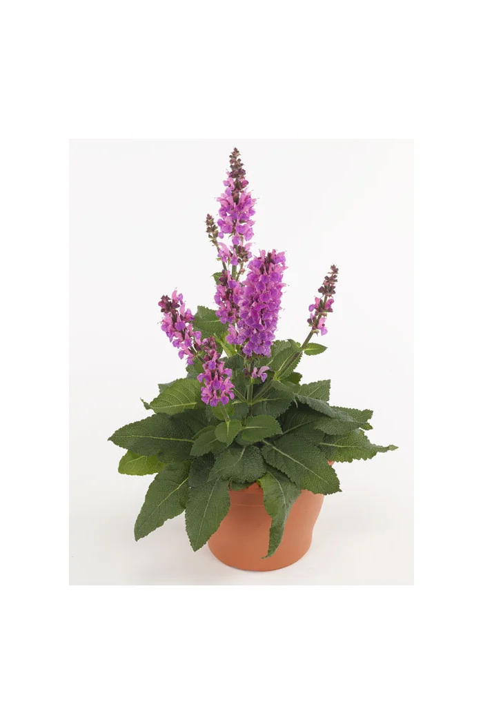 Szałwia omszona 'Marvel Rose' | Salvia nemorosa
