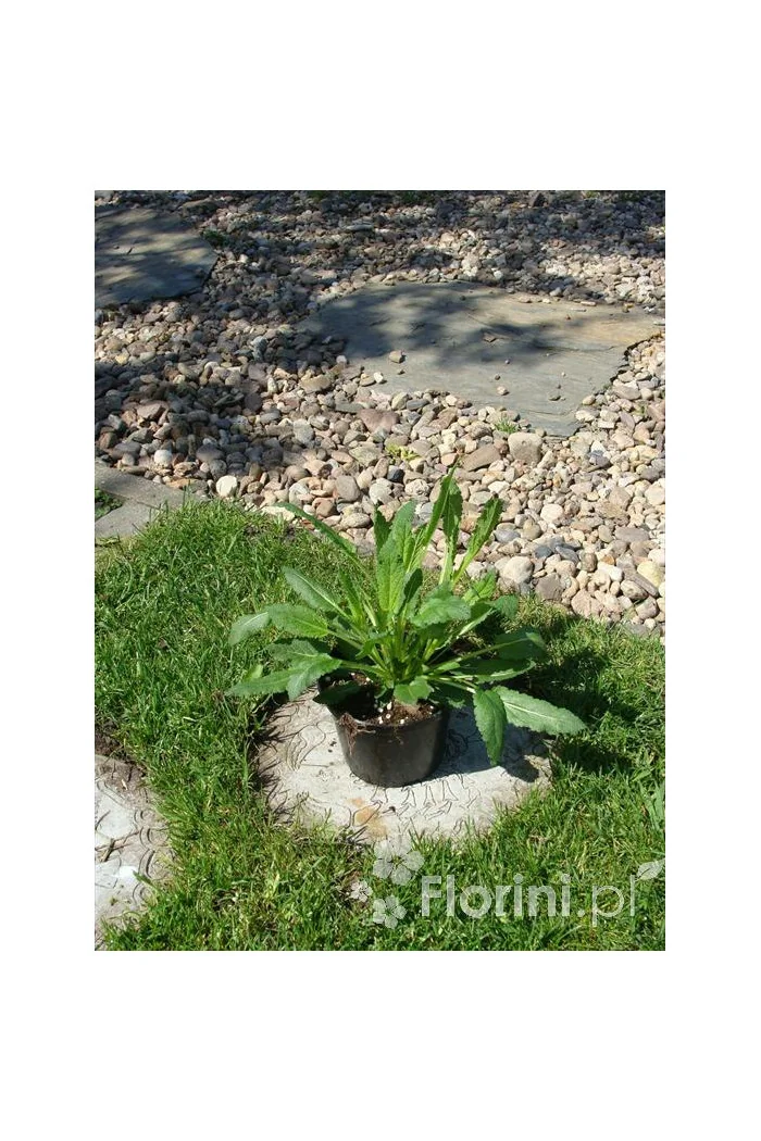 Szałwia omszona 'Marvel Rose' | Salvia nemorosa