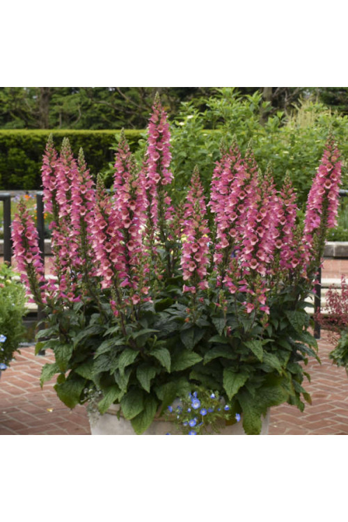 Naparstnica 'Berry Canary' | Digitalis digiplexis