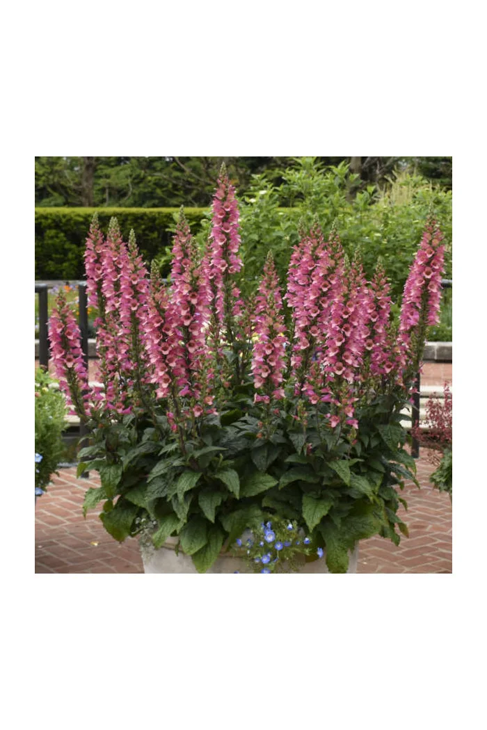 Naparstnica 'Berry Canary' | Digitalis digiplexis