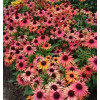 Jeżówka 'Orange Fountain Bicolor' | Echinacea