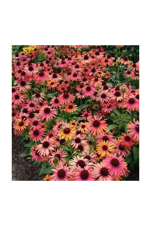 Jeżówka 'Orange Fountain Bicolor' | Echinacea