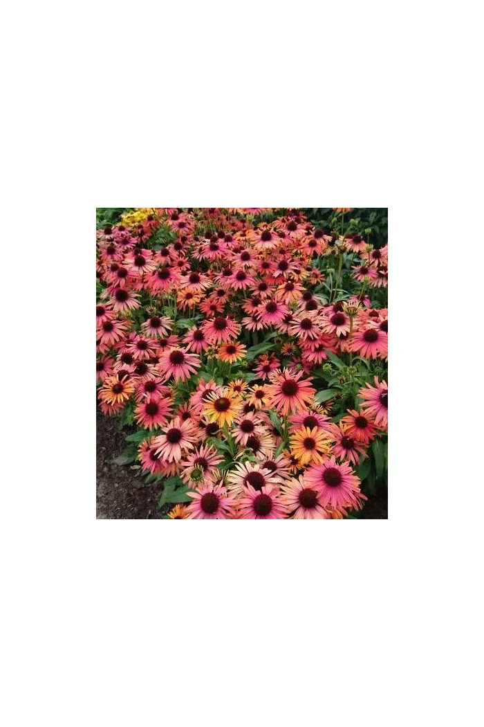 Jeżówka 'Orange Fountain Bicolor' | Echinacea