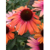 Jeżówka 'Orange Fountain Bicolor' | Echinacea