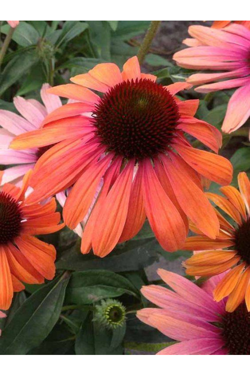 Jeżówka 'Orange Fountain Bicolor' | Echinacea