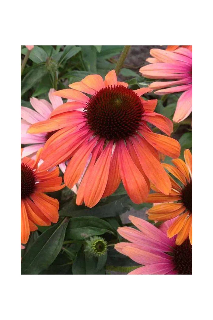 Jeżówka 'Orange Fountain Bicolor' | Echinacea