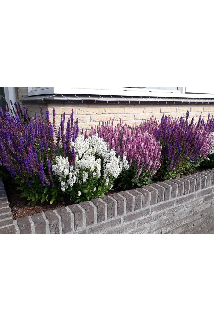 Szałwia Sensation 'Compact White' | Salvia