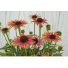 Jeżówka 'Orange Fountain Bicolor' | Echinacea