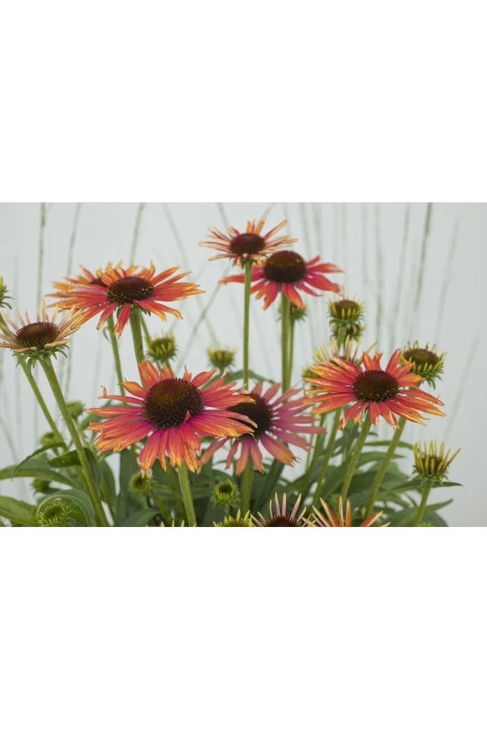 Jeżówka 'Orange Fountain Bicolor' | Echinacea