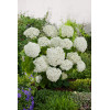 Hortensja drzewiasta 'Incrediball' (Strong Anabelle) | Hydrangea arborescens