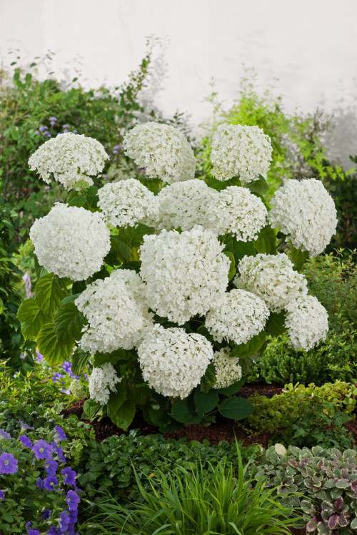 Hortensja drzewiasta 'Incrediball' (Strong Anabelle) | Hydrangea arborescens