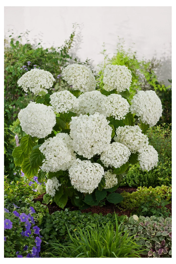Hortensja drzewiasta 'Incrediball' (Strong Anabelle) | Hydrangea arborescens