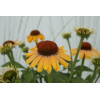 Jeżówka 'Rainbow Apricot' | Echinacea
