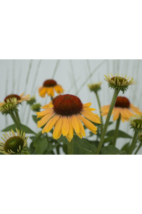 Jeżówka 'Rainbow Apricot' | Echinacea