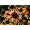 Jeżówka 'Rainbow Apricot' | Echinacea