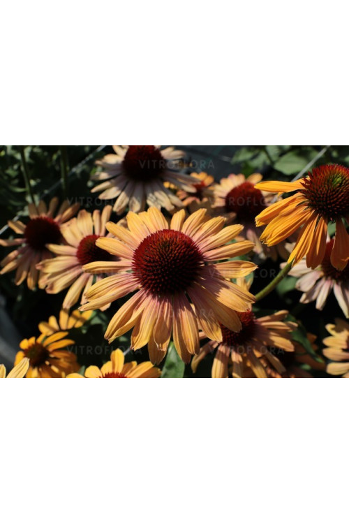 Jeżówka 'Rainbow Apricot' | Echinacea