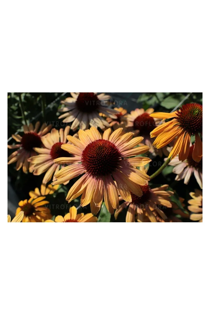 Jeżówka 'Rainbow Apricot' | Echinacea