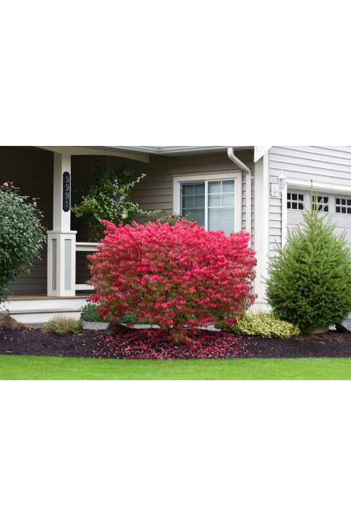 Trzmielina oskrzydlona | Euonymus alatus