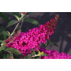 budleja, budleja Hot Raspberry Heaven, Buddleja, motyli krzew