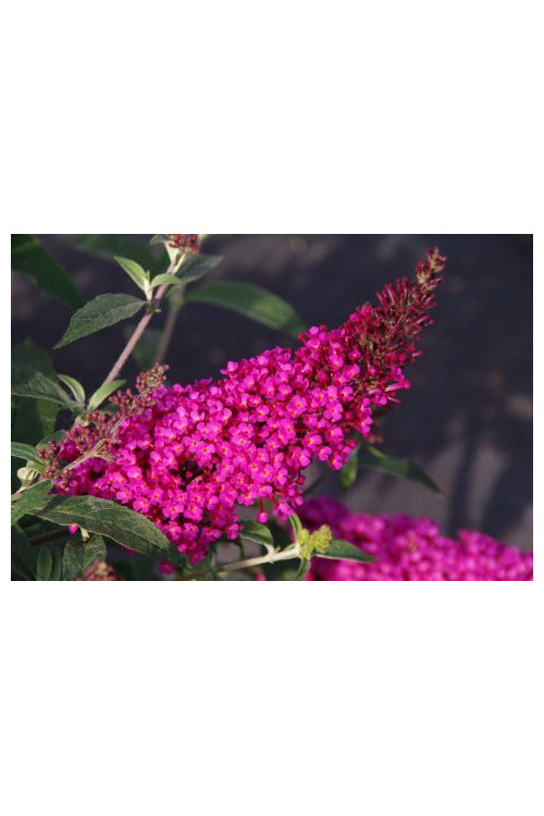 budleja, budleja Hot Raspberry Heaven, Buddleja, motyli krzew