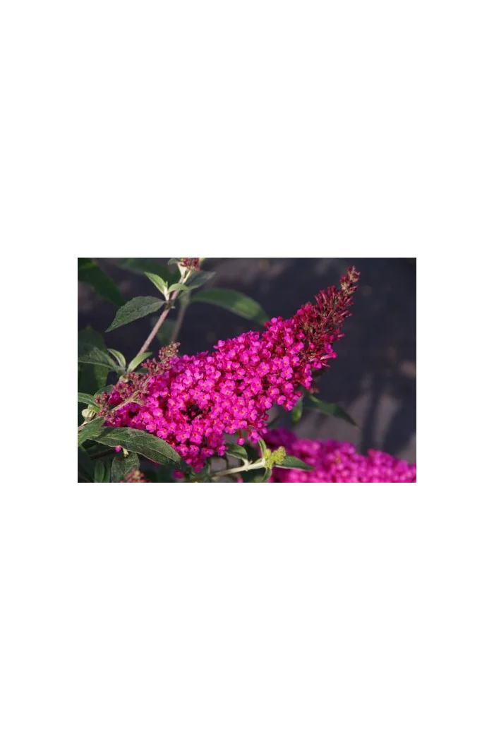 budleja, budleja Hot Raspberry Heaven, Buddleja, motyli krzew