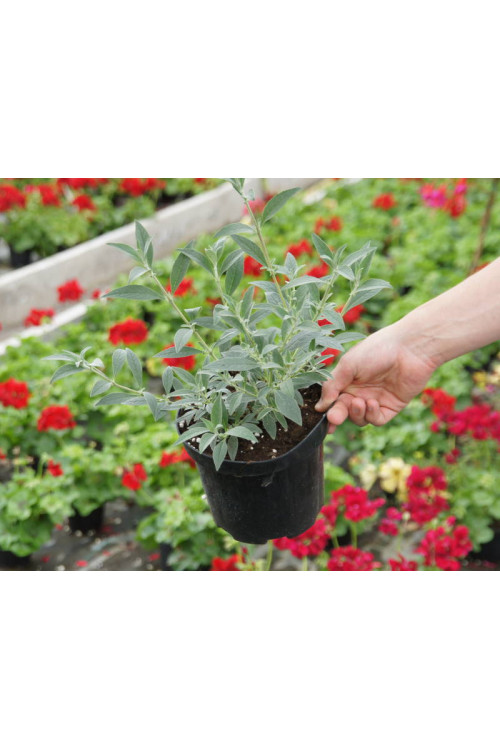 budleja, budleja Hot Raspberry Heaven, Buddleja, motyli krzew