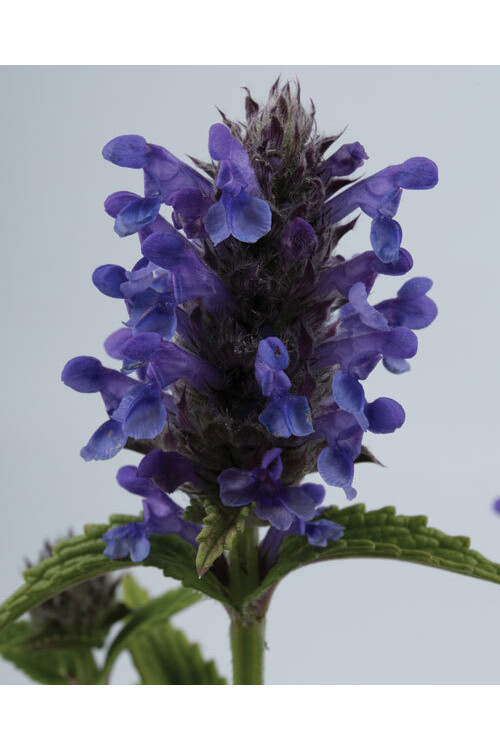 Kocimiętka żyłkowana 'Blue Moon' | Nepeta nervosa