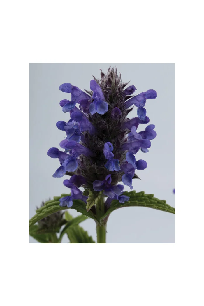 Kocimiętka żyłkowana 'Blue Moon' | Nepeta nervosa