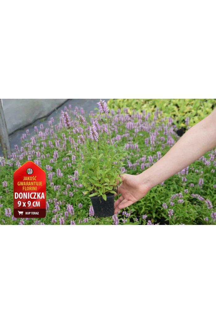 Kocimiętka żyłkowana 'Blue Moon' | Nepeta nervosa