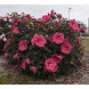 Hibiskus 'Evening Rose' Hibiscus