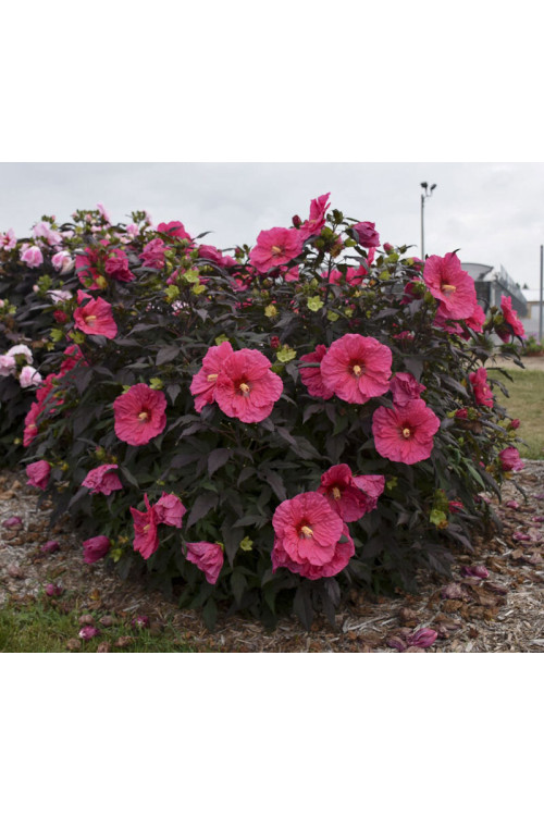 Hibiskus 'Evening Rose' Hibiscus