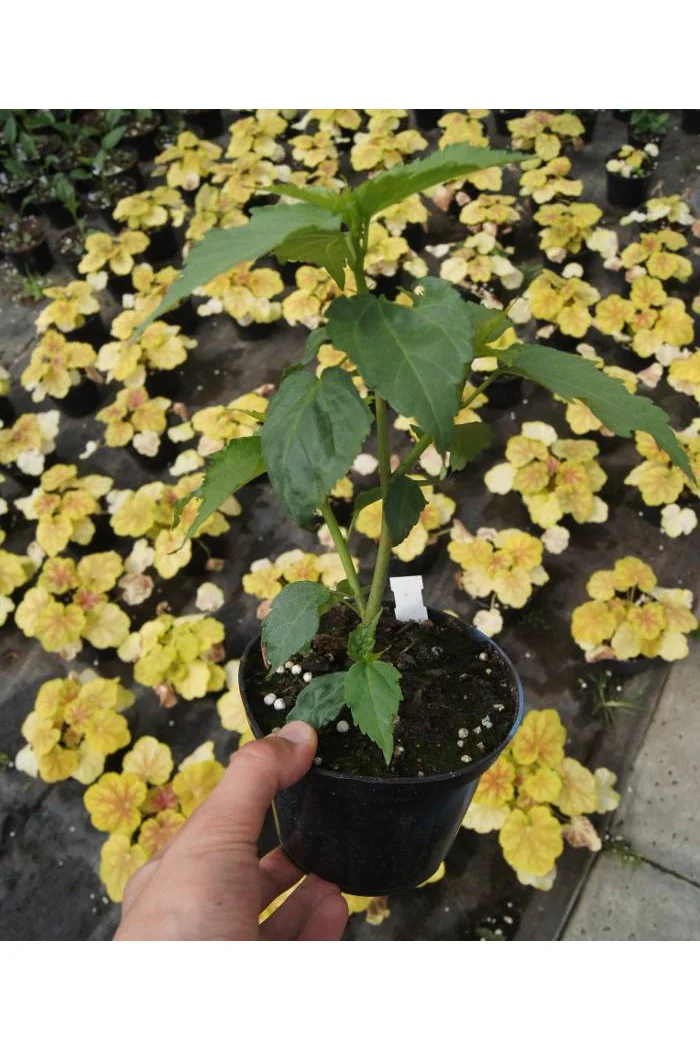 Hibiskus 'Evening Rose' Hibiscus