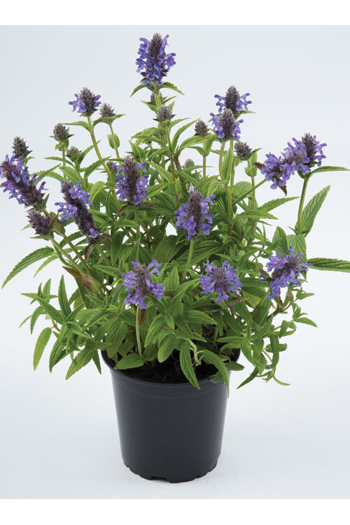 Kocimiętka żyłkowana 'Blue Moon' | Nepeta nervosa