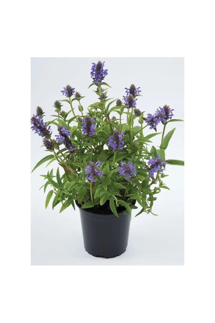 Kocimiętka żyłkowana 'Blue Moon' | Nepeta nervosa