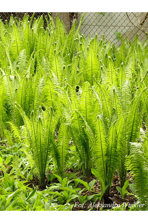 Pióropusznik strusi | Matteuccia struthiopteris