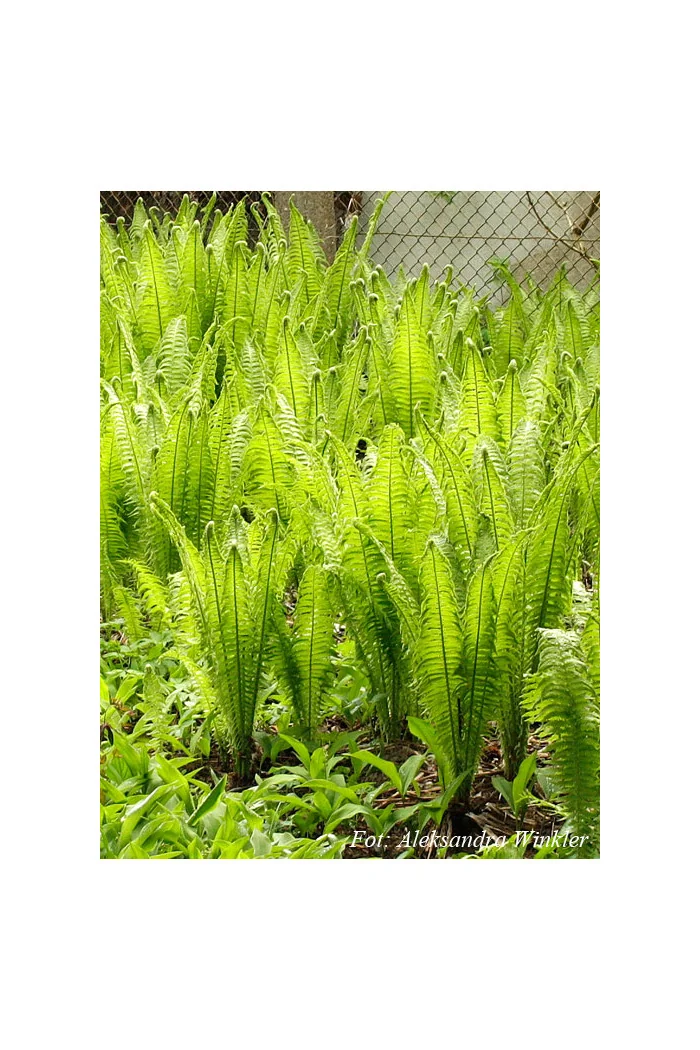 Pióropusznik strusi | Matteuccia struthiopteris