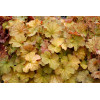 Żurawka 'NORTHERN EXPOSURE™ Amber' | Heuchera