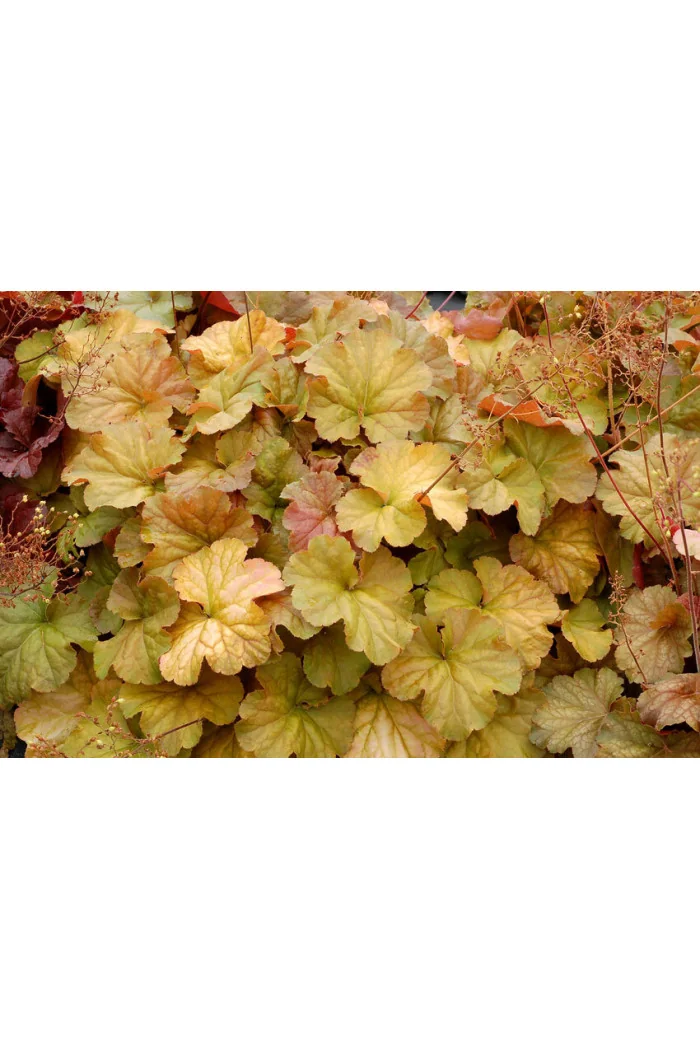Żurawka 'NORTHERN EXPOSURE™ Amber' | Heuchera