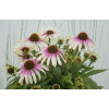 Jeżówka 'Fountain Pink Eye' | Echinacea