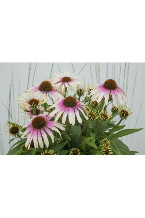 Jeżówka 'Fountain Pink Eye' | Echinacea