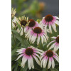 Jeżówka 'Fountain Pink Eye' | Echinacea