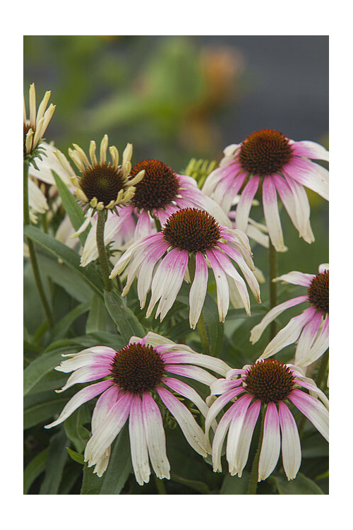 Jeżówka 'Fountain Pink Eye' | Echinacea