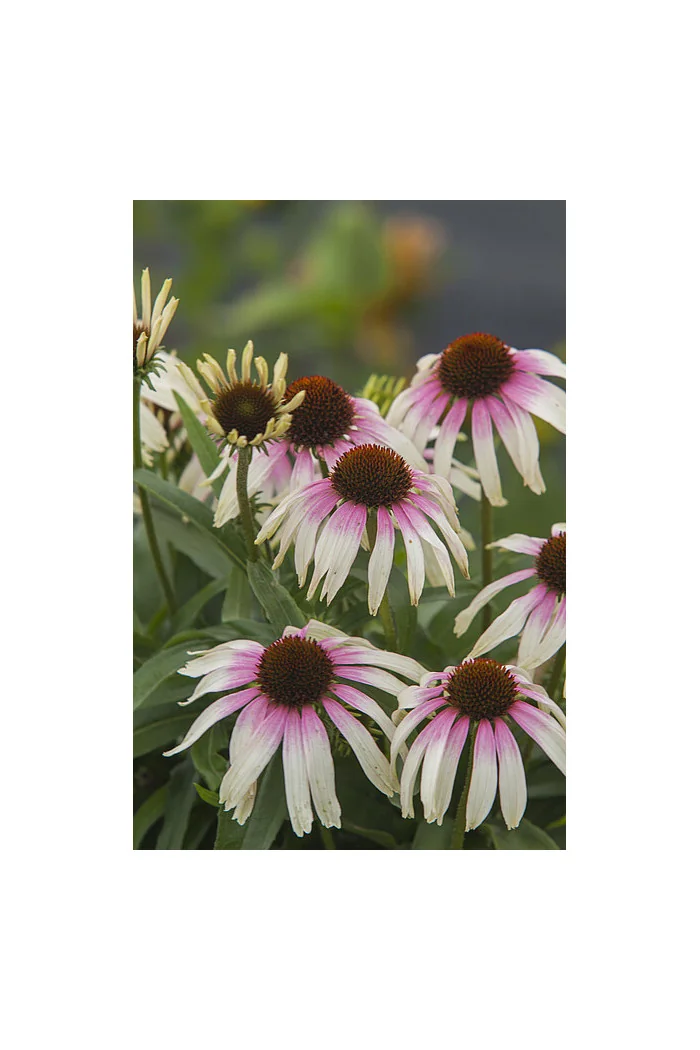 Jeżówka 'Fountain Pink Eye' | Echinacea