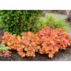 Żurawka 'NORTHERN EXPOSURE™ Amber' | Heuchera