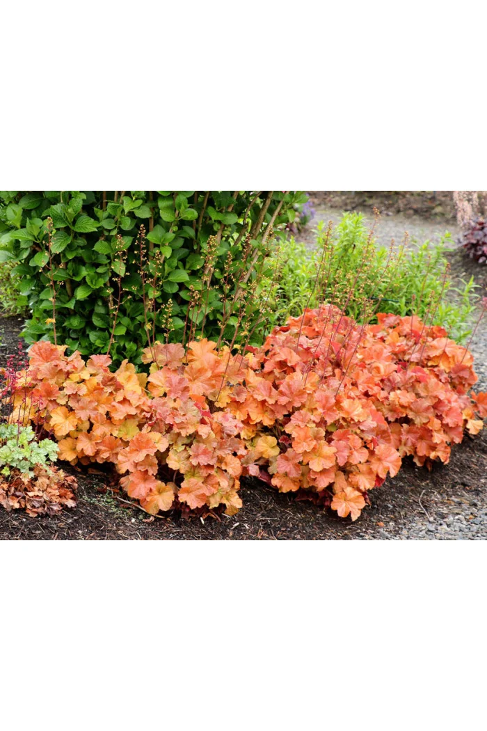 Żurawka 'NORTHERN EXPOSURE™ Amber' | Heuchera