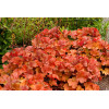 Żurawka 'NORTHERN EXPOSURE™ Amber' | Heuchera