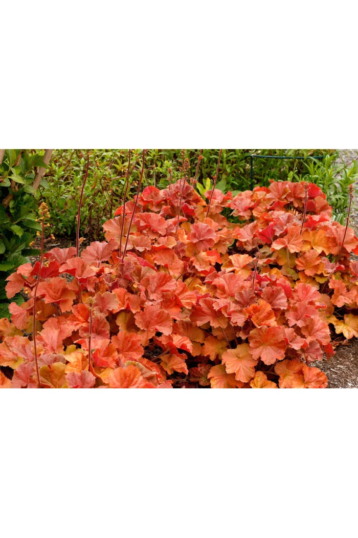 Żurawka 'NORTHERN EXPOSURE™ Amber' | Heuchera