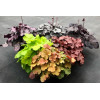 Żurawka 'NORTHERN EXPOSURE™ Amber' | Heuchera