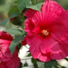 Hibiskus 'Sultry Kiss' Hibiscus
