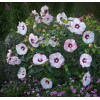 Hibiskus 'Cherry Cheesecake' Hibiscus